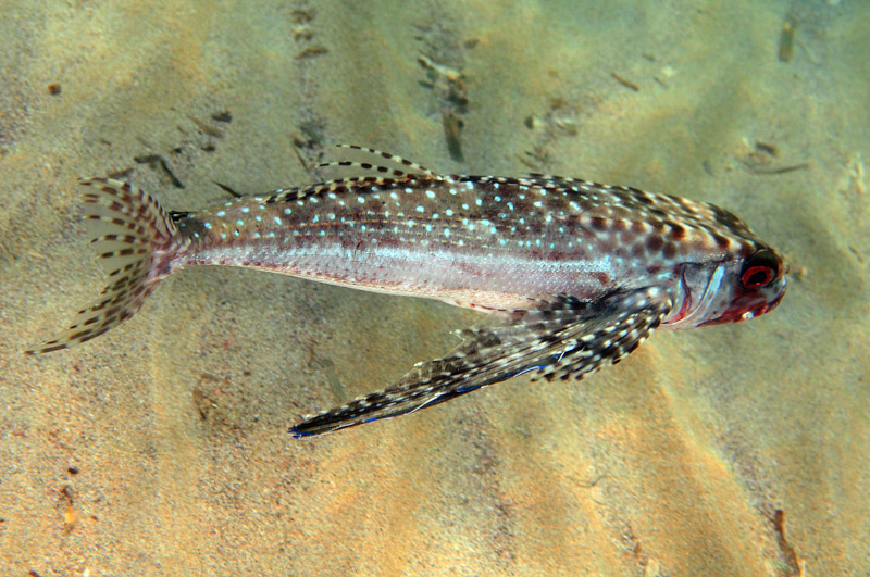 Dactylopterus volitans